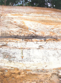 シルト層(廻間)