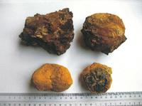 褐鉄鉱(明知・神屋)