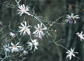 築水池のシデコブシ自生地