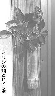 イワシの頭とヒイラギ