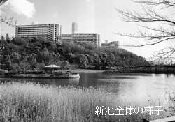 新池全体の様子