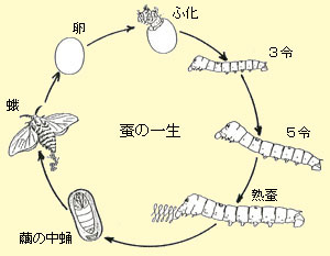蚕の一生