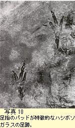 ハシボソガラスの足跡