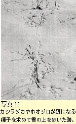 カシラダカやホオジロの足跡