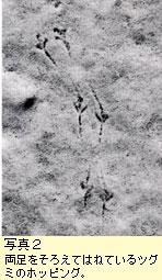 ツグミの足跡