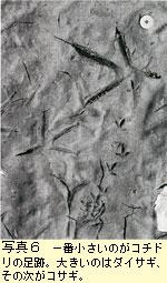 コチドリの足跡