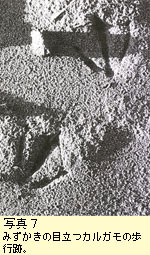 カルガモの足跡