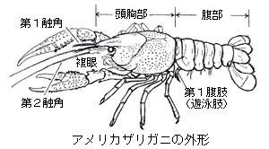 アメリカザリガニ