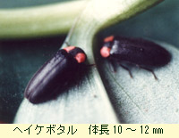 ヘイケボタル