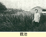 葭(よし)池