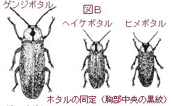 ホタル