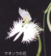 サギソウの花