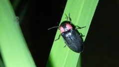 稲の葉で休むヘイケボタル