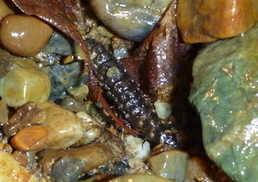 中州に上がる幼虫