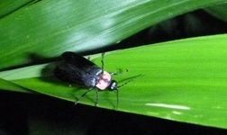 ササ群落の中のゲンジボタル