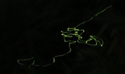 ヨシの中の光跡