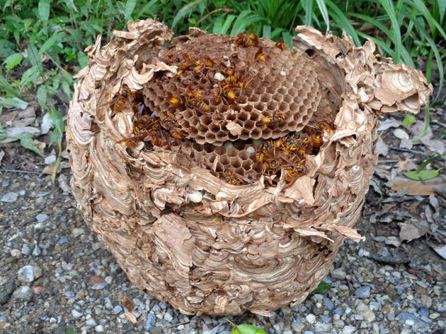 ハチの巣