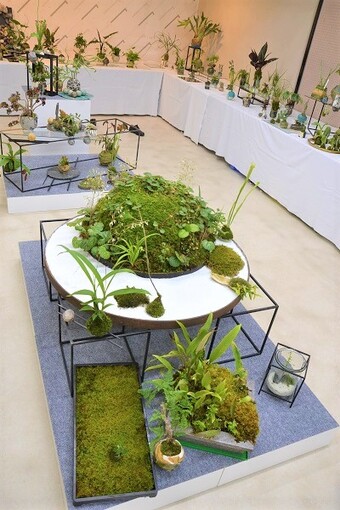 苔玉展の全体