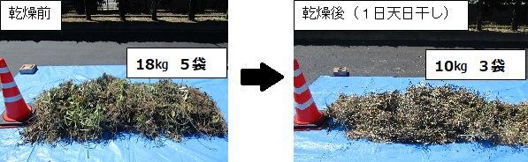 天日干し前後の写真