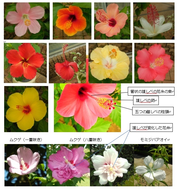 夏の主役　アオイ科の植物