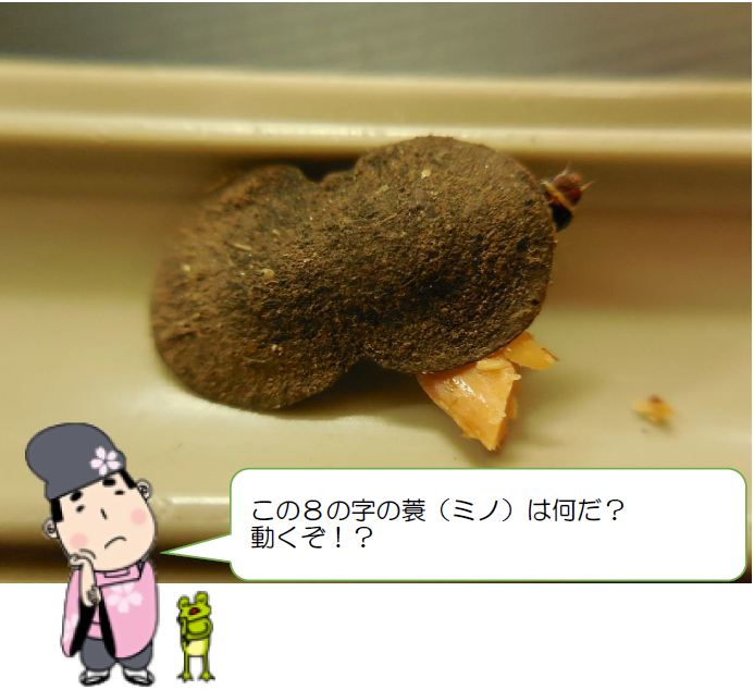 「動く！8の字の蓑」ヒロズコガ