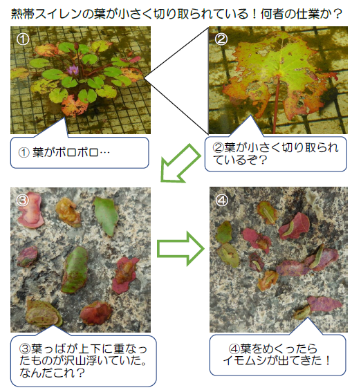熱帯スイレンの葉　ミズメイガ