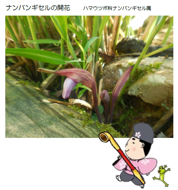 ナンバンギセルの開花　ハマウツボ科ナンバンギセル属