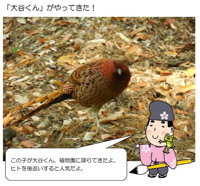 「大谷くん」がやってきた！