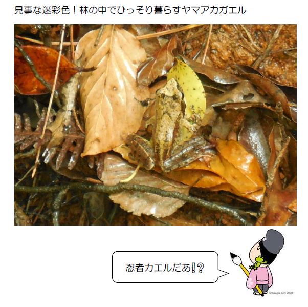 見事な迷彩色！ヤマアカガエル