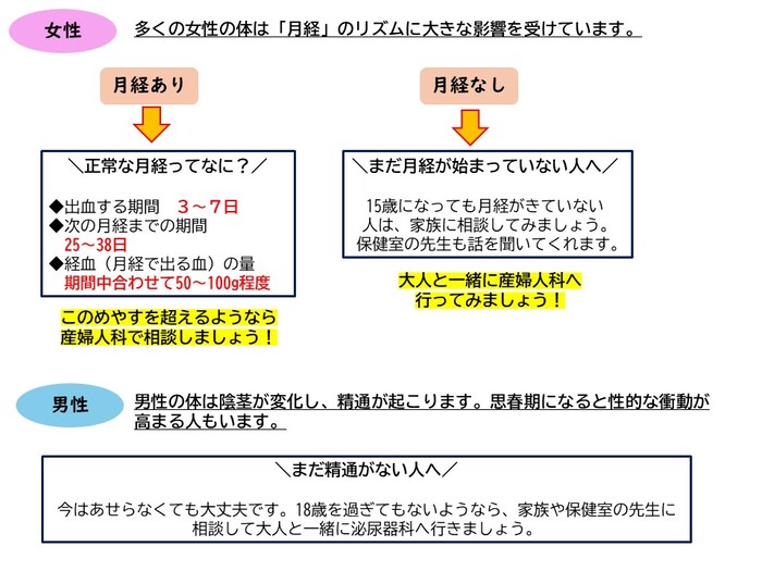 男性、女性のからだの発達