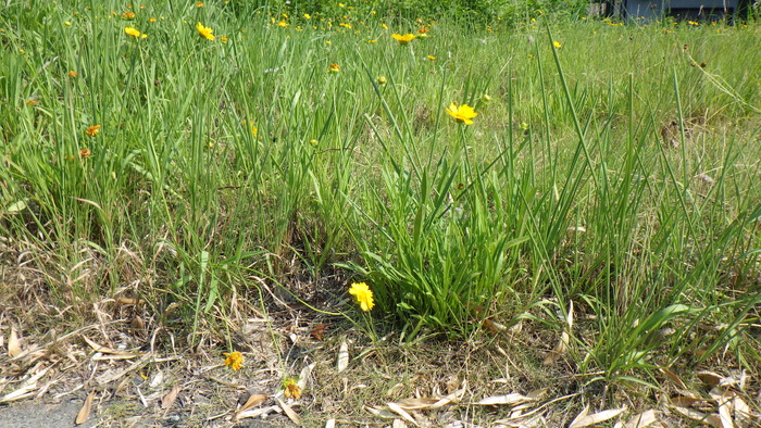 R7市内オオキンケイギク写真