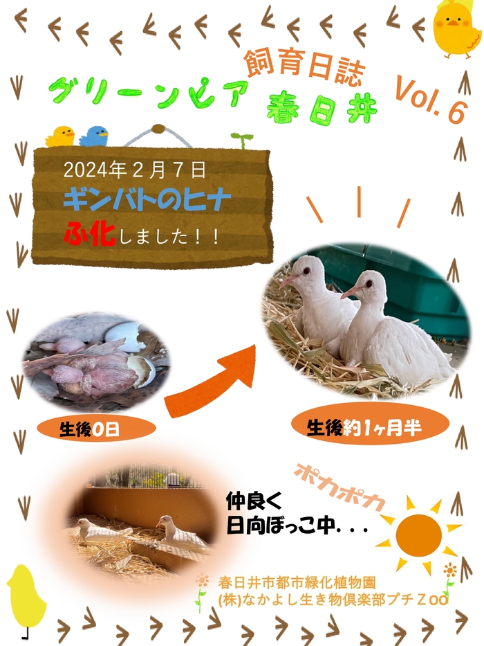 06-2024ginbato